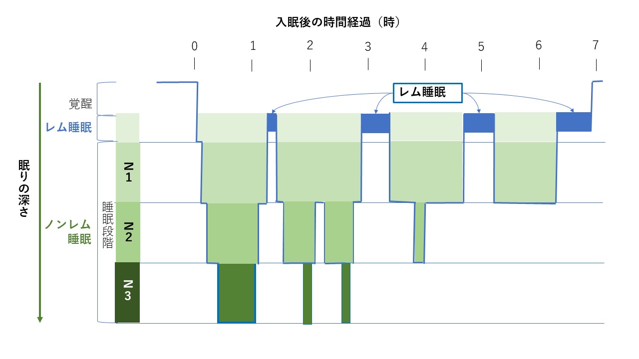 ノンレム睡眠とレム睡眠のサイクル構成